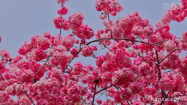 春天盛开的樱花景观
